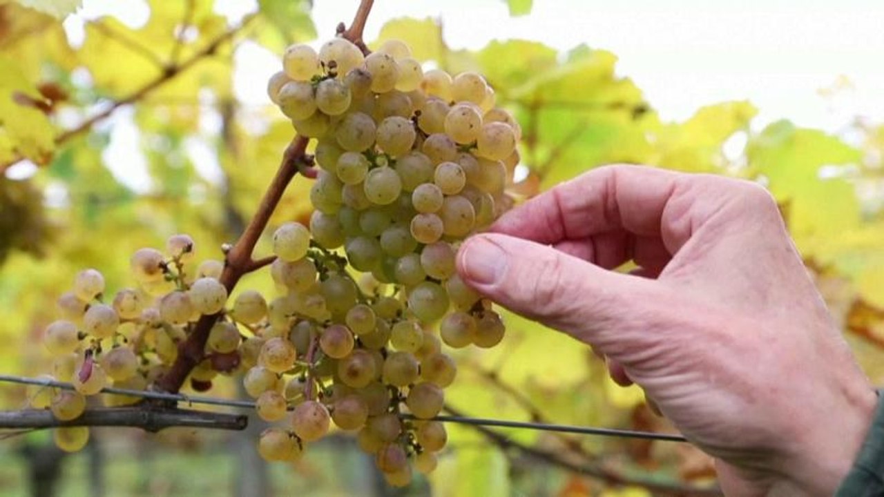 Österreich: Klimawandel bedroht die Zukunft des 'Grünen Veltliners'
