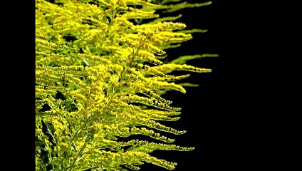 Kryon 2019 You are looking