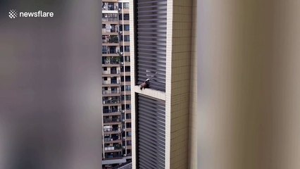 Pigeon brings friend food after it gets trapped inside jalousie window