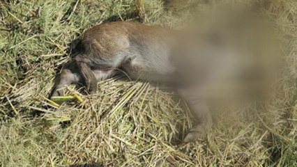 감염 멧돼지 폐사체 또 발견...확산 우려 / YTN