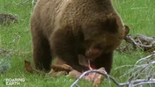 OMG# grizzly bear mom hunts and kills and eat a deer