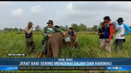 Seekor Anak Gajah Luka Parah Terjerat Perangkap Babi