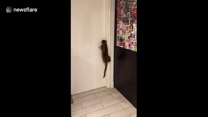 Clever kinkajou manages to open door in its Florida home