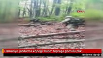 Osmaniye jandarma köpeği 'bube' toprağa gömülü pkk malzemelerini buldu