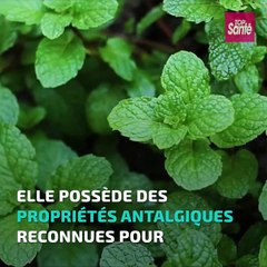 Mal à la tête ? En feuilles ou sous forme d'huile essentielle, pensez à la menthe poivrée.