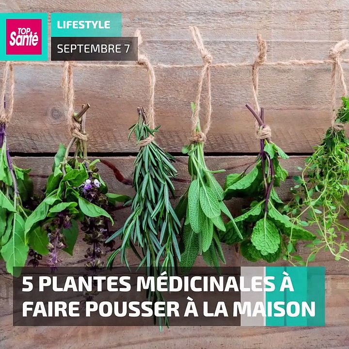 5 plantes médicinales à faire pousser à la maison #phytotherapie