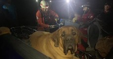 Exténué après une randonnée en montagne, ce gros chien de près de 90 kilos a été secouru lors d'un improbable sauvetage
