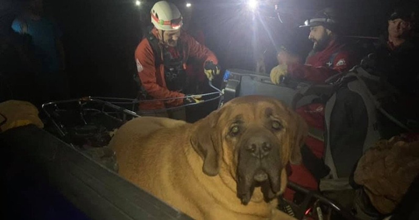 Exténué après une randonnée en montagne, ce gros chien de près de 90 kilos a été secouru lors d'un improbable sauvetage