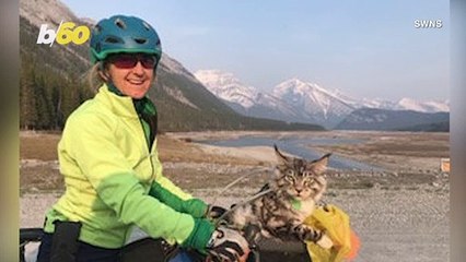 Meet Bodhi the Adventure Cat Who Loves Hikes, Bikes and Skiing!