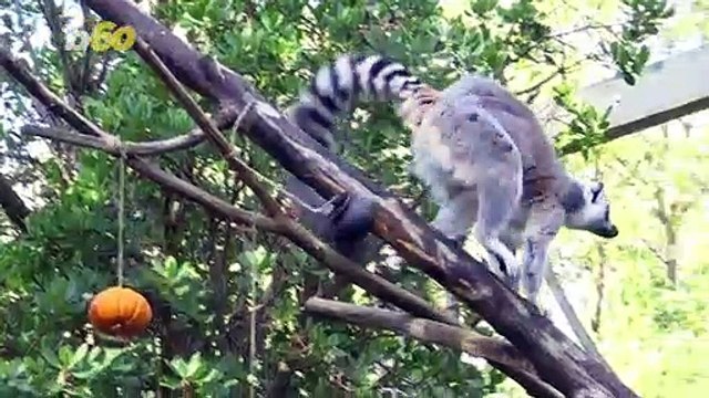 Watch These Zoo Animals Play With Their Spooky Halloween Treats