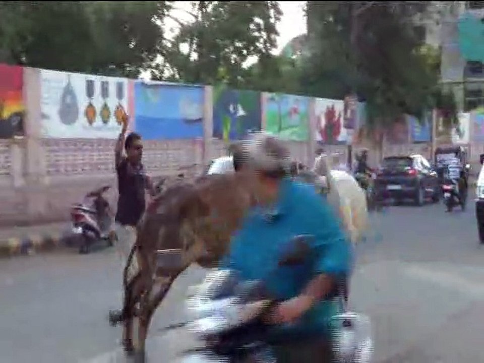 रोड पर खुलेआम कर रहे हैं मार यह जानवर