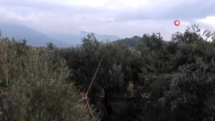 Zeytin hasadında makineleşmeye destek