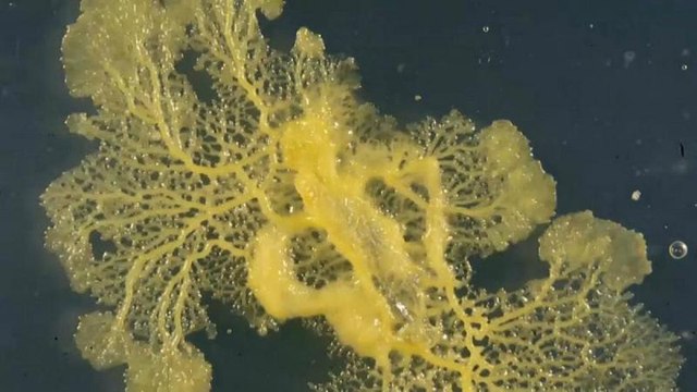 Adı Blob, beyni yok ama çözüm üretebiliyor, ağzı yok ama yemek yiyebiliyor