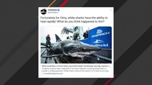Viral Image Shows Bite Marks On Shark From Attacks By Other Sharks