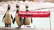 Gay animals: Yep, these penguins are in same-sex relationships