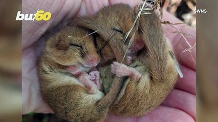 Cuteness Alert! Little Mice Found Cuddling
