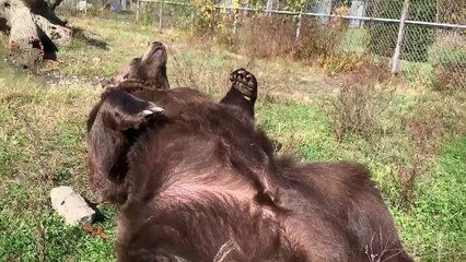 Leo Loves His Lazy Days