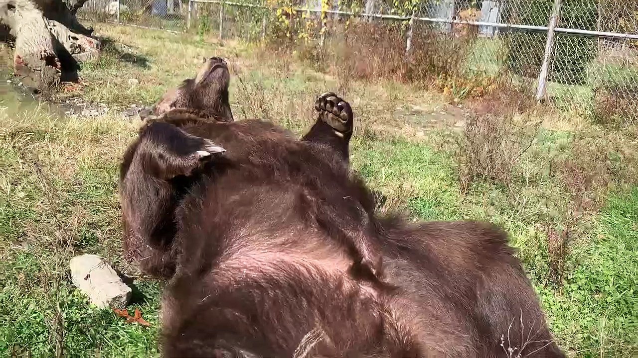 Leo Loves His Lazy Days