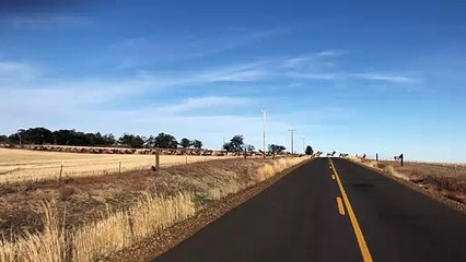 Huge Herd of Elk Crossing the Road