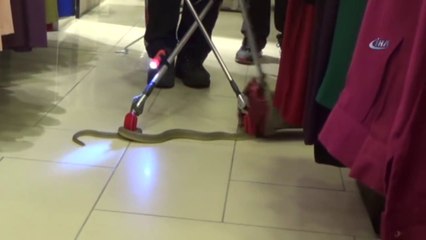 Mağazaya Gelen Koliden KOBRA YILANI Çıktı !!!