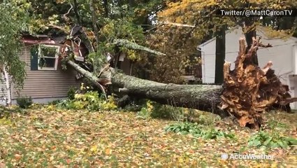 Tree topples over and crashes on house