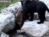 Un leopard c'est censé être très souple et agile... Pas celui-ci