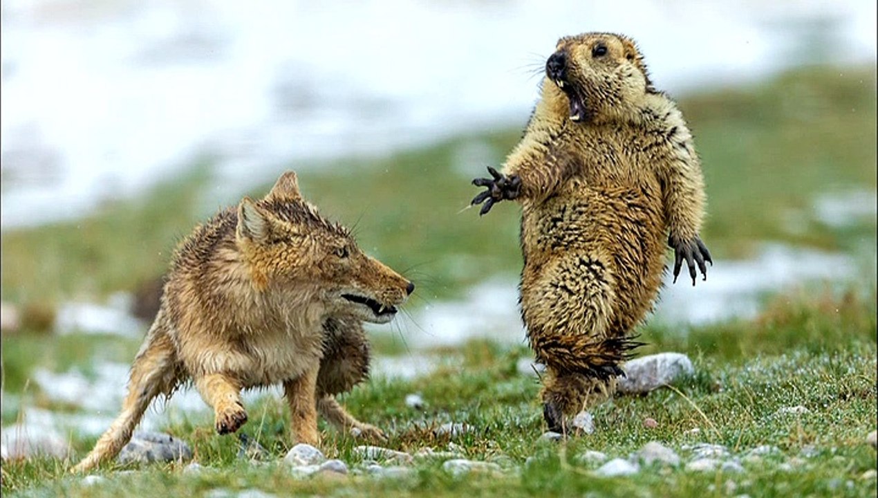 Вечерний Ургант. Юлия Высоцкая 17.10.2019