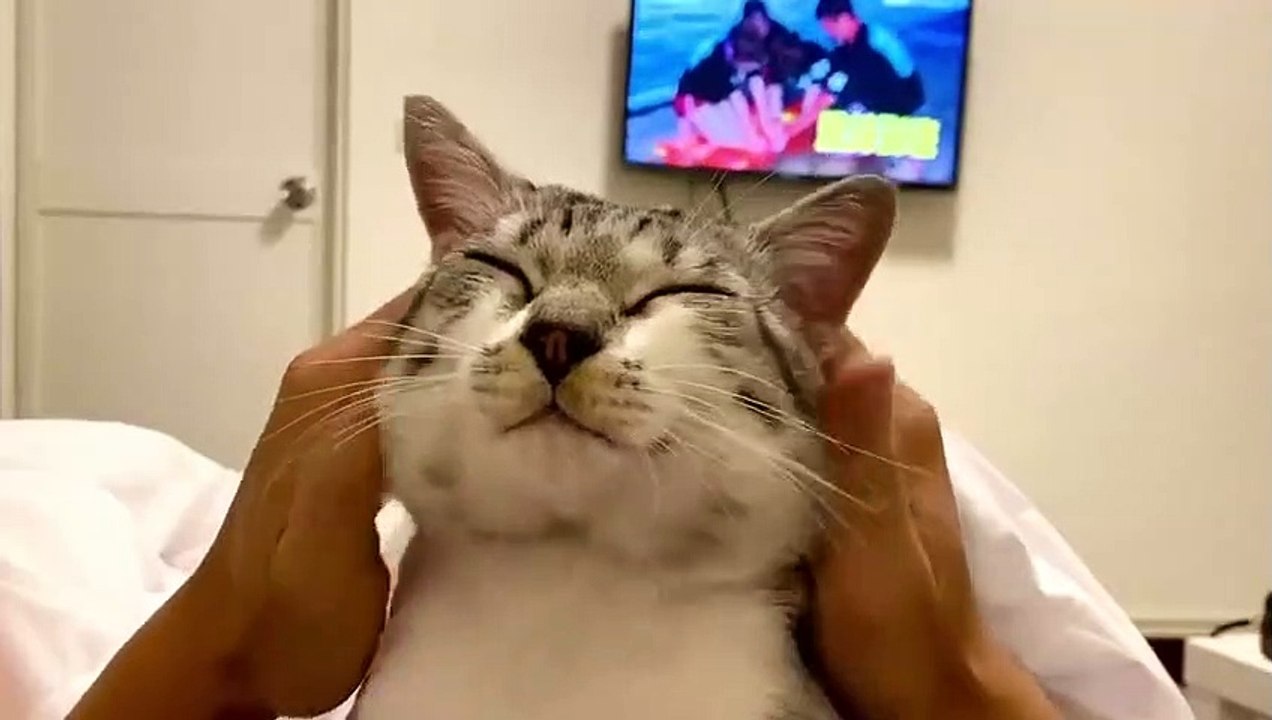 La tête de ce chat qui se fait masser !