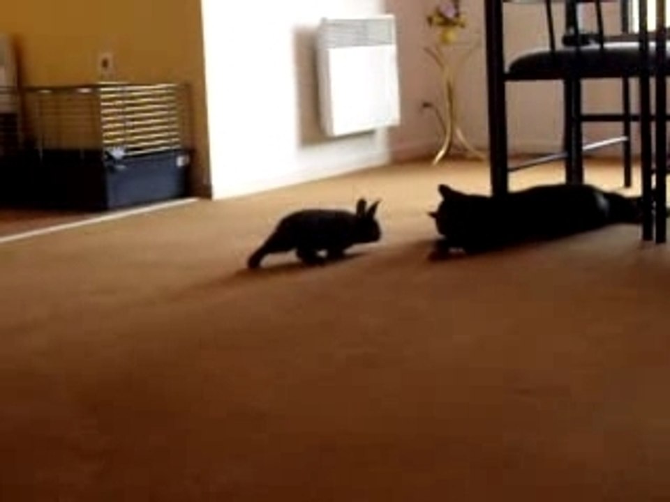 poupounette et le chat