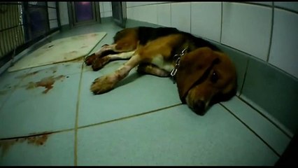 Video mostra "laboratório dos horrores" para experiências em animais