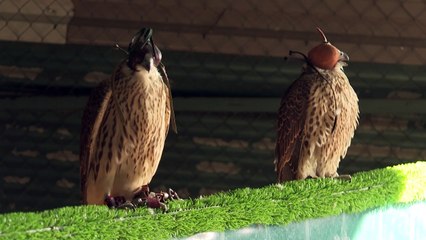 Spanish falcons feed Arab passion for raptor hunting