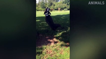 TRY NOT TO LAUGH - Funny Animals Video 2019 - Look at his face - Life Awesome