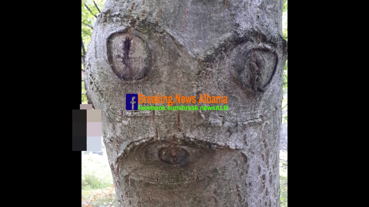 OMG! Alien face tree???