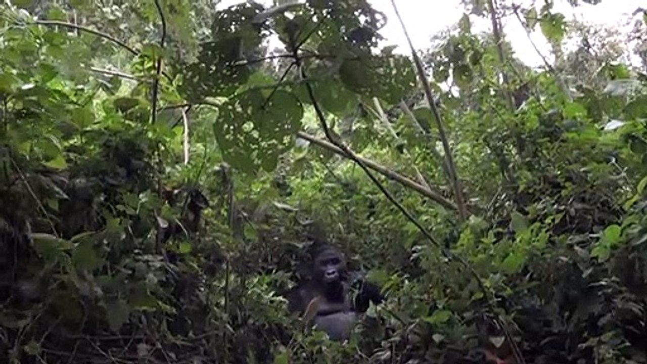 Gorillas im Kongo durch Streit um Land gefährdet