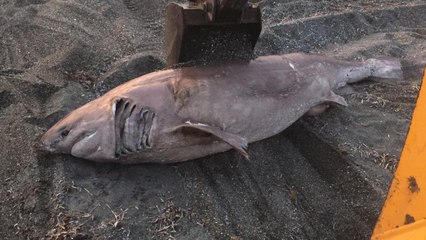 Yer: İzmir... Görenler şok oldu!.. 3 metre, yarım ton!