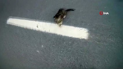 İstanbul'da sürücülerin yaralı kediyi kurtarma mücadelesi kamerada