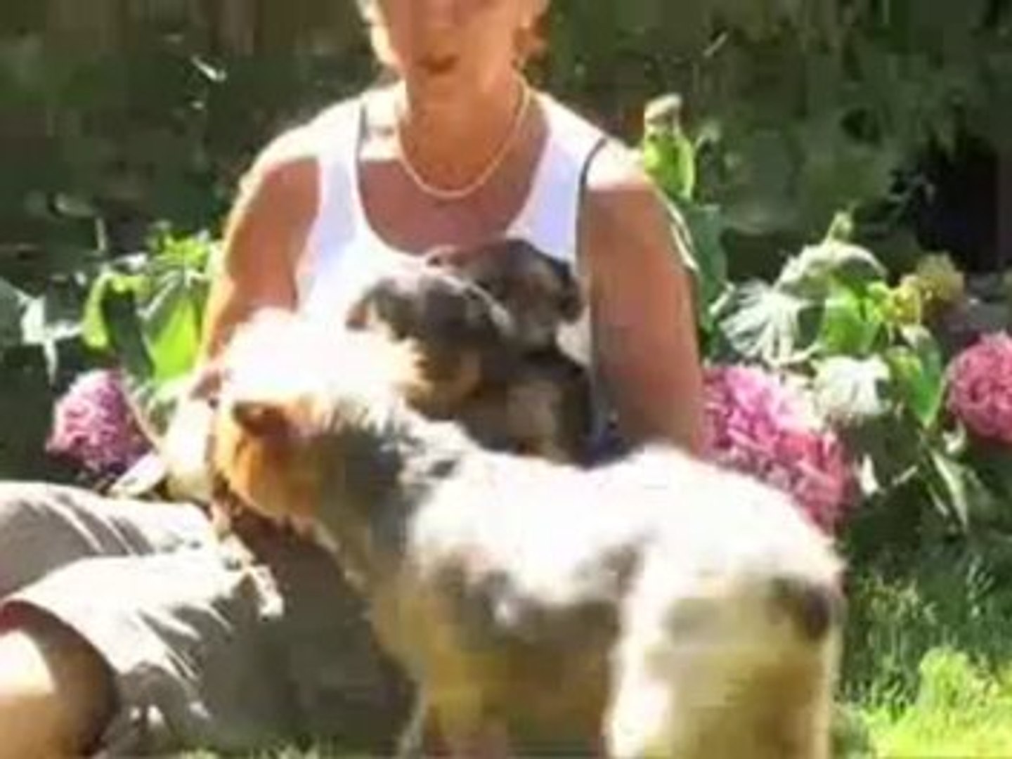 Au Toutou Shop - TOILETTAGE - Pension chiens et chats - Vincennes - Vidéo  Dailymotion