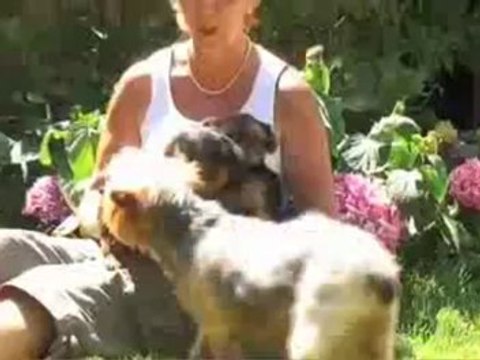 Au Toutou Shop - TOILETTAGE - Pension chiens et chats - Vincennes