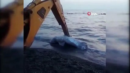 İzmir'de köpek balığı karaya vurdu