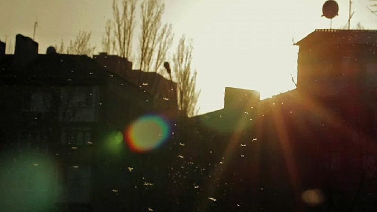 Immer weniger Insekten: Forscher fordern Wende in Agrarpolitik