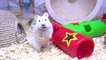 Hamster Playground - WaxLand  Cute Syrian Hamster   Funny Hamster