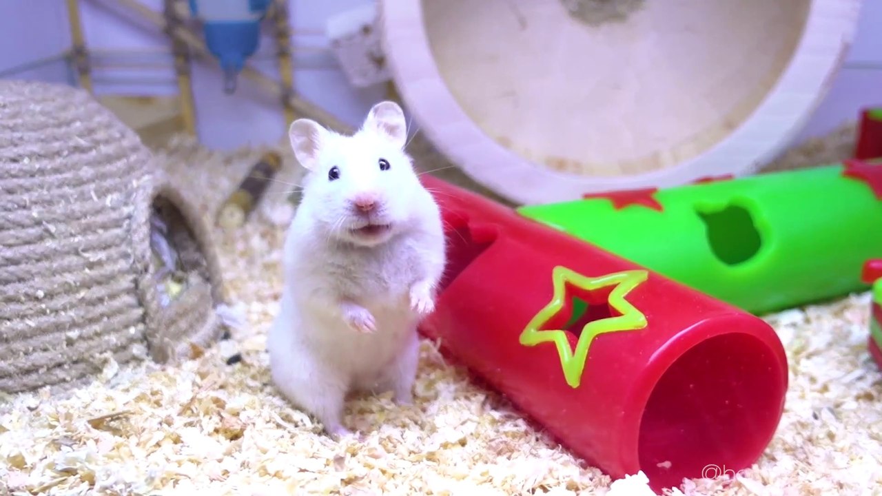 Hamster Playground - WaxLand  Cute Syrian Hamster   Funny Hamster