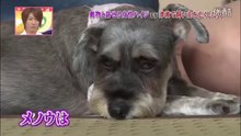 25★[메노우] 쓰나미로 주인을 잃은 개