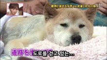 27★하이디SP ①시바견 곤스케 ＆ 하이디가 동물과 이야기 할 수 있게된 이유