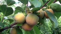 Hakkari'de ılıman iklim meyveleri yetiştiriliyor