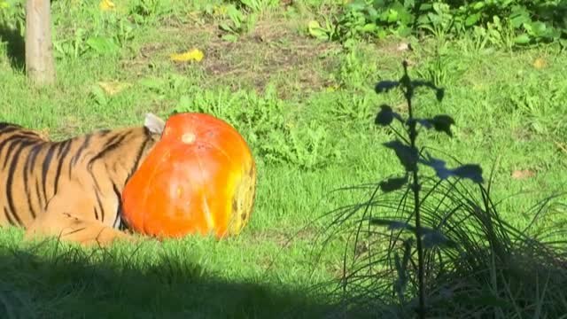 Halloween llega al zoo de Londres