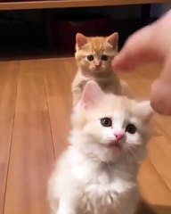 Cette vidéo d'une mignonne portée de chatons est la plus mignonne de l'année