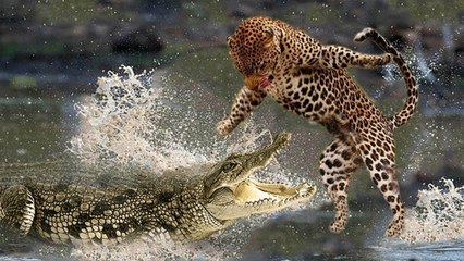 El leopardo tiene hambre y se faja con el feroz cocodrilo para quitarle la comida
