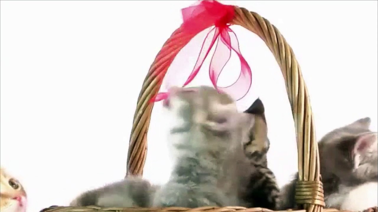 Cute cats