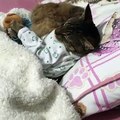 Inséparables ! Ce chat royal ne dort jamais sans son ours en peluche.